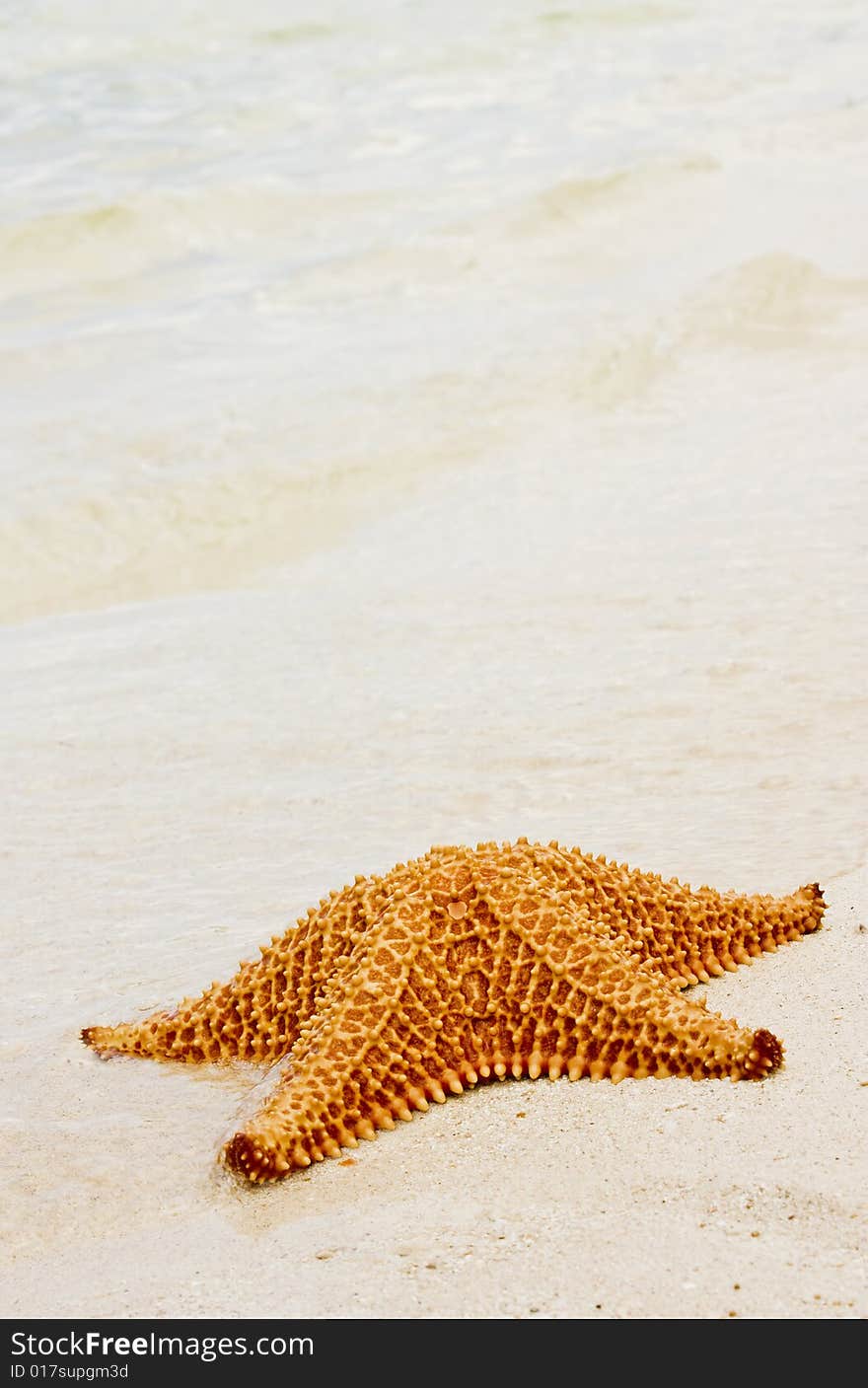 Starfish