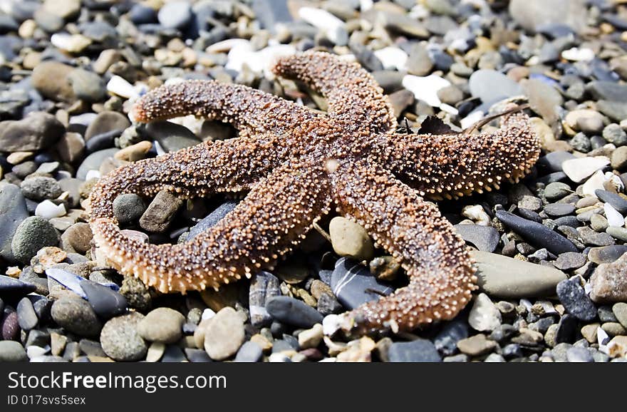 Starfish on a beach in Gaspesie (Quebec)