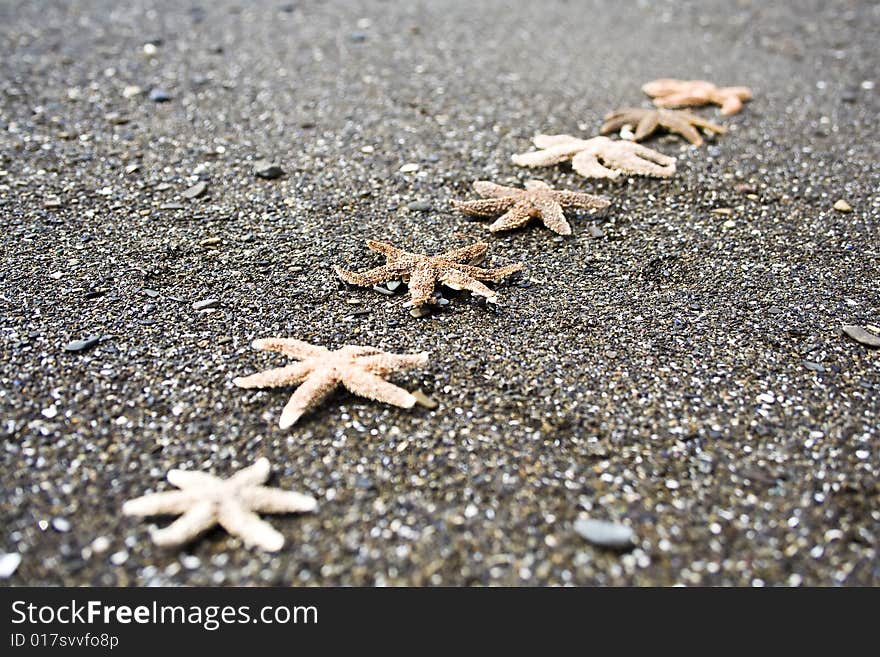 Starfish on a beach in Gaspesie (Quebec)