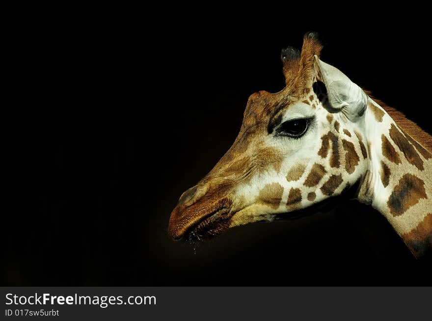 Picture of a giraffe taken in the zoo of Prague