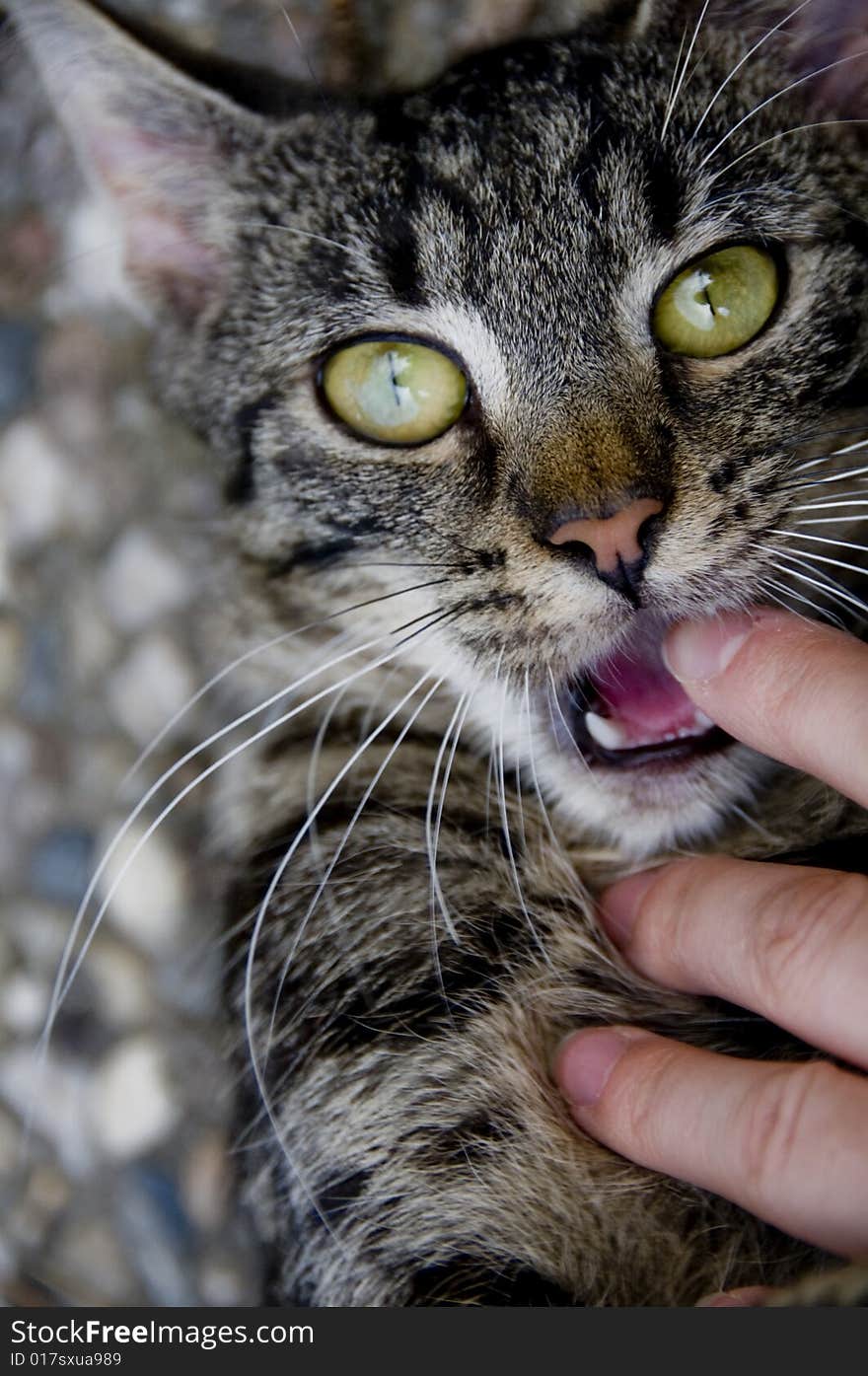 Picture of a kitten with sharp teeth. Picture of a kitten with sharp teeth