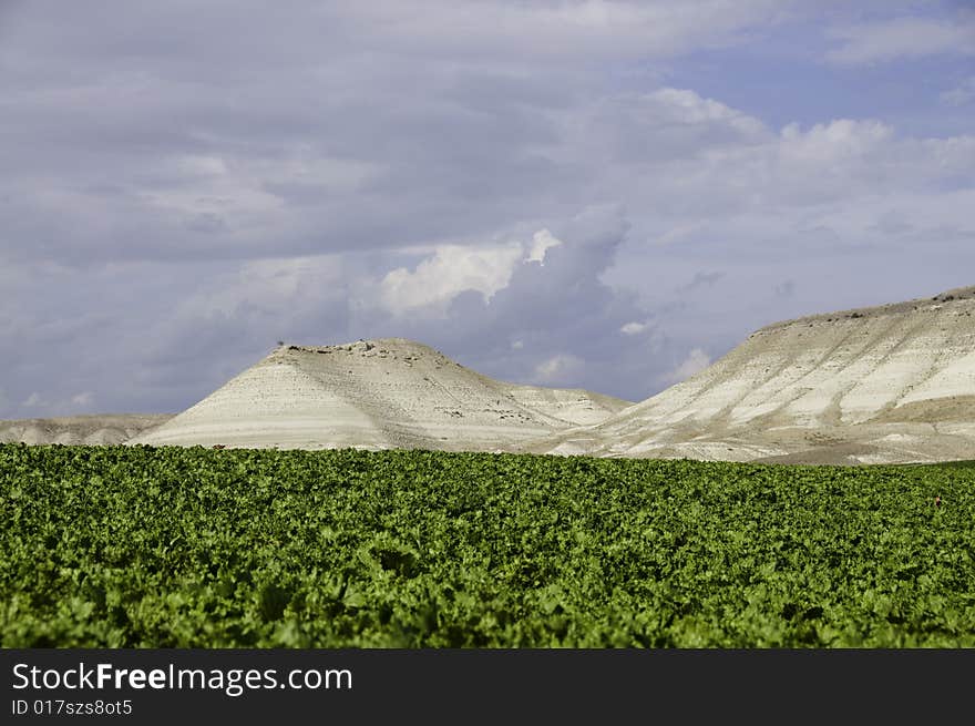 Lettuce Growing in Field.....