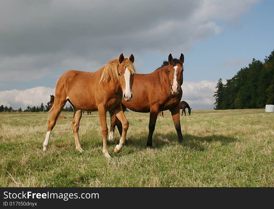 Two horses