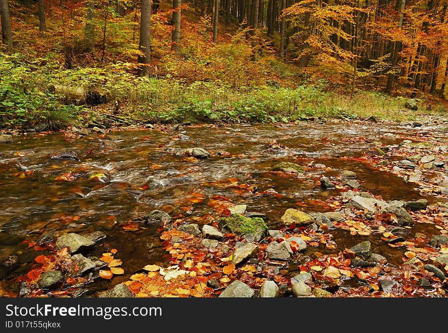 Creek in autumn forest. Late October.