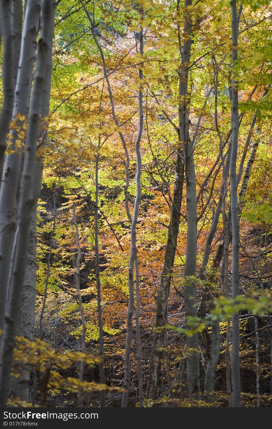 Forest in the autumn