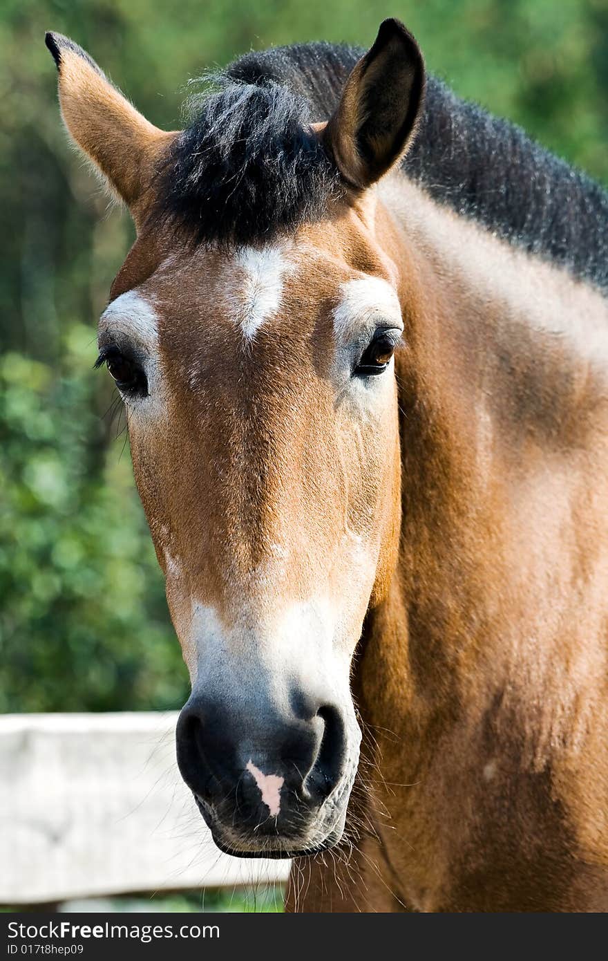 Portrait of a brown horse. Portrait of a brown horse