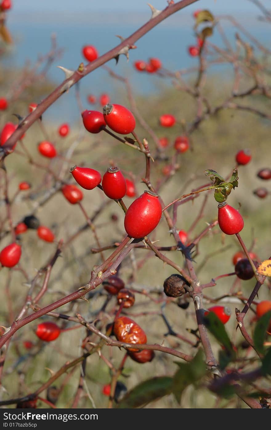 Dog-rose Red Fruits