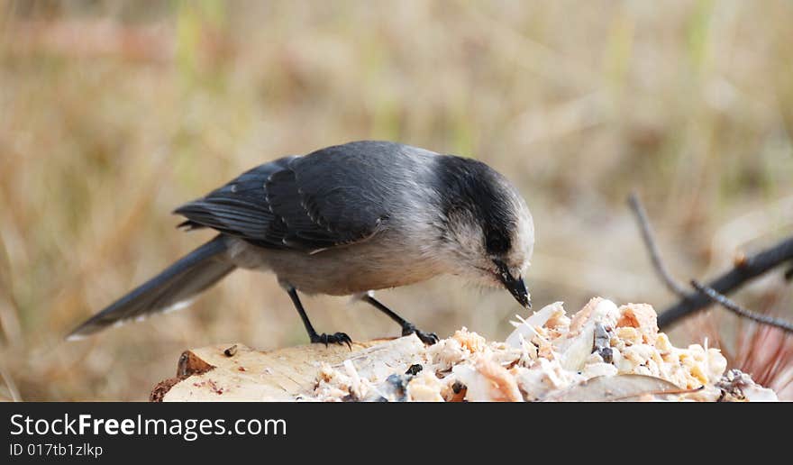 Close up shoot of an grey jay eating