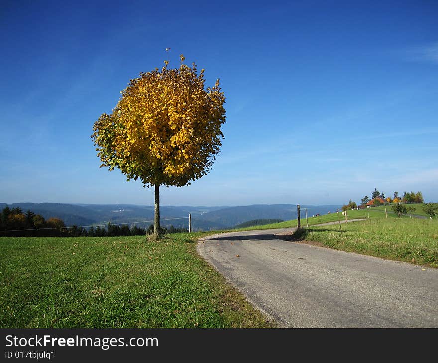 Colored tree with leaf in the autumn. Colored tree with leaf in the autumn