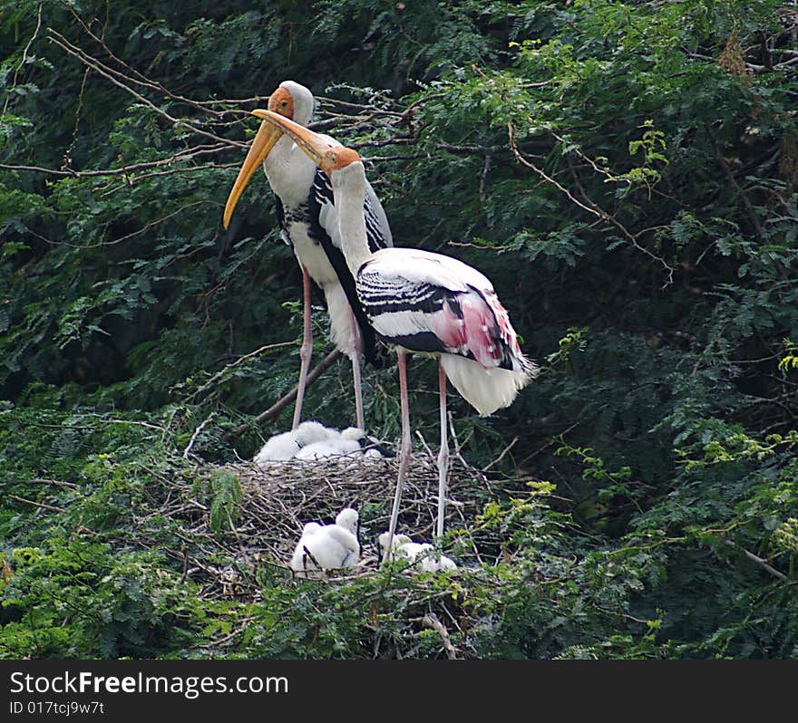 Two painted storks nurturing infant storks.