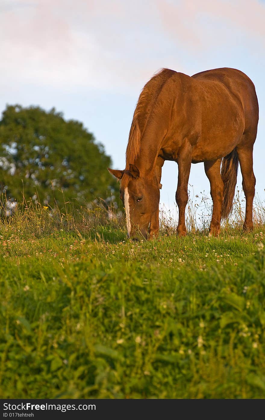 A horse grazing in the late evening light on a summers day.