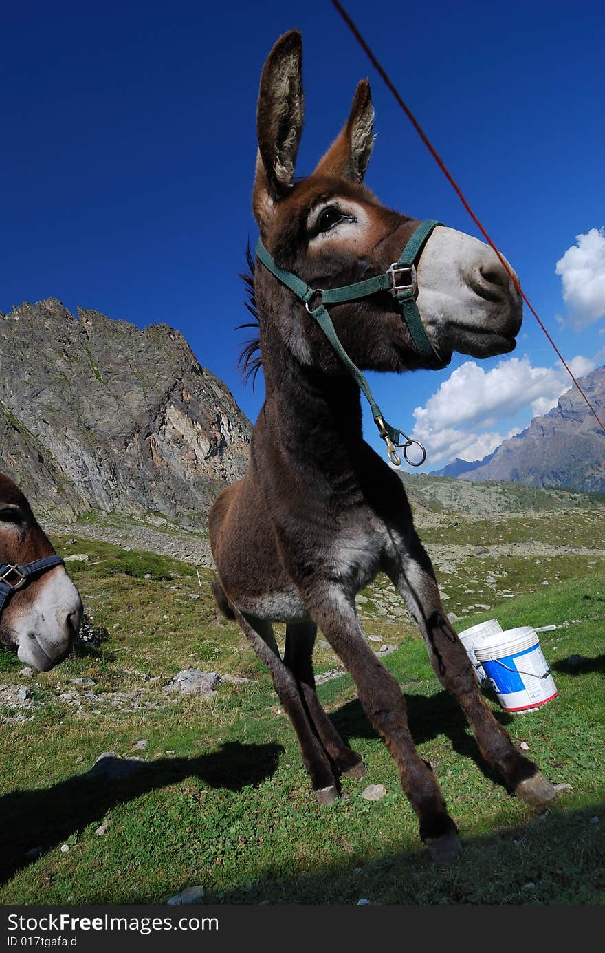 A funny mule at crete seche refuge in aosta's valley. A funny mule at crete seche refuge in aosta's valley