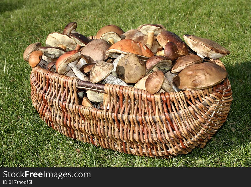 Wild Mushrooms Basket