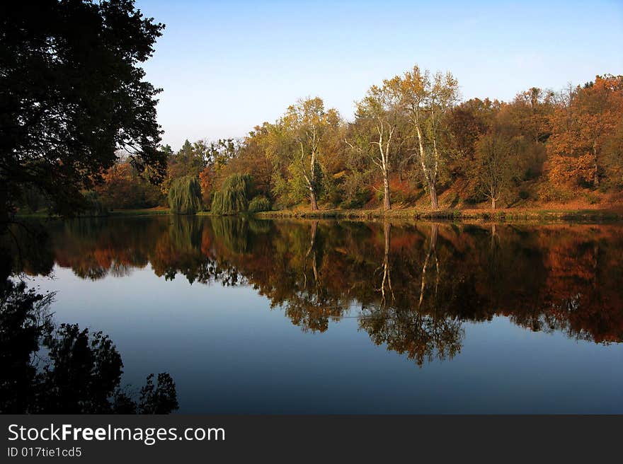 Autumn tree in the forest near water. Autumn tree in the forest near water