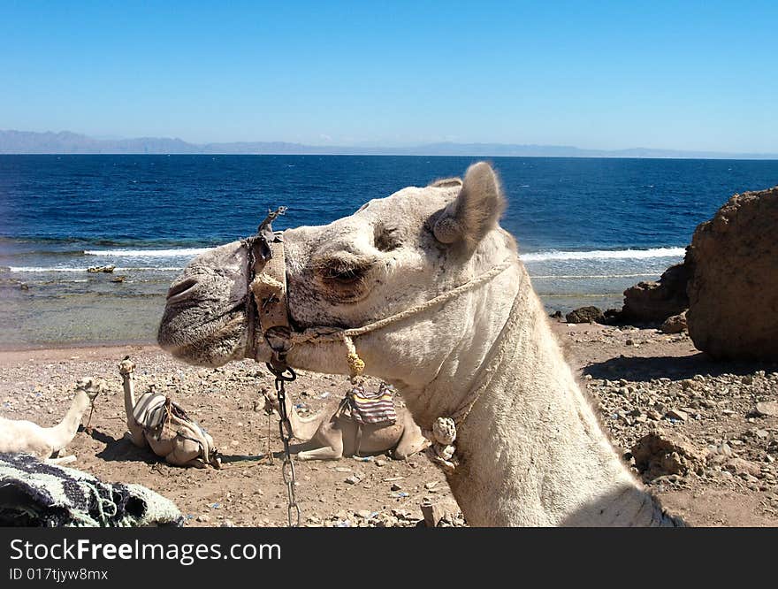 Camel near sea in africa