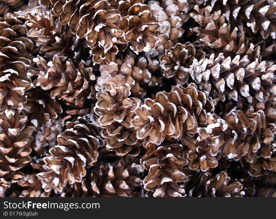 Pile of pine cones