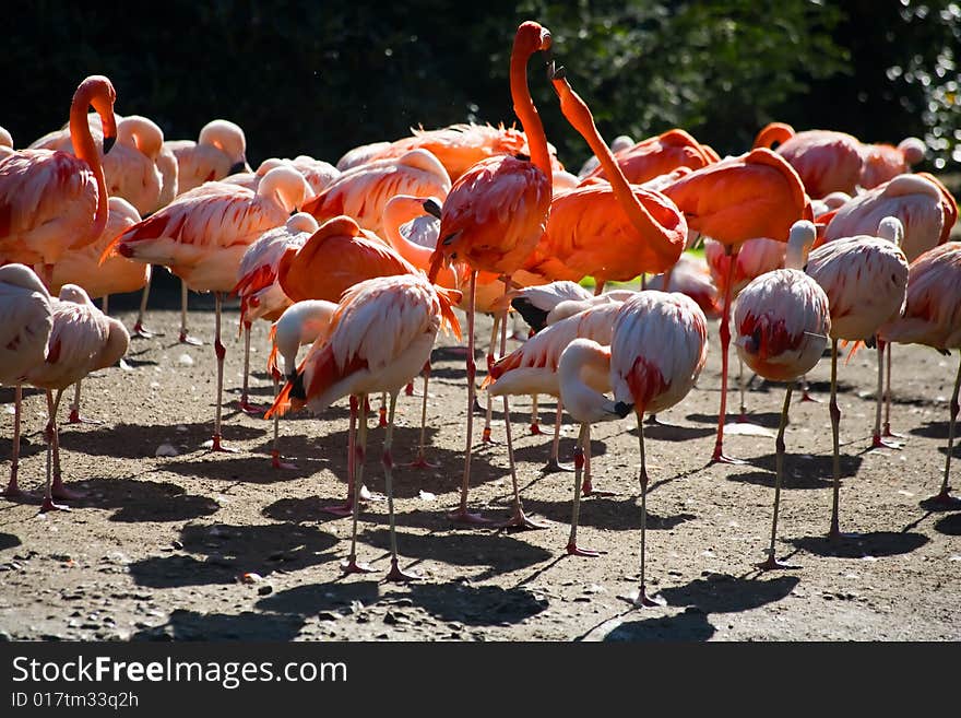 Photograph of the group of Flamingos