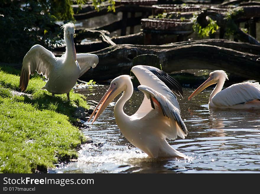 Pelicans