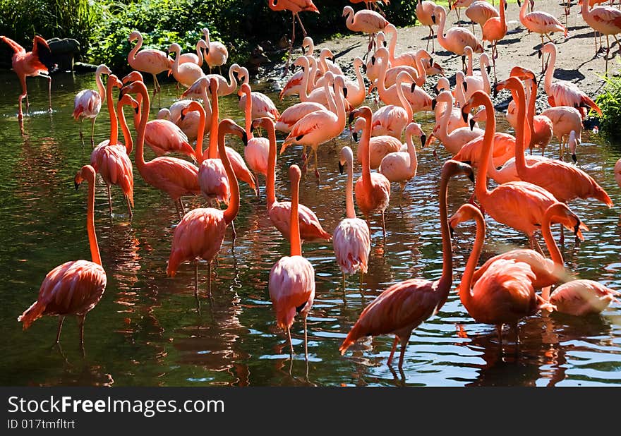 Photograph of the group of Flamingos