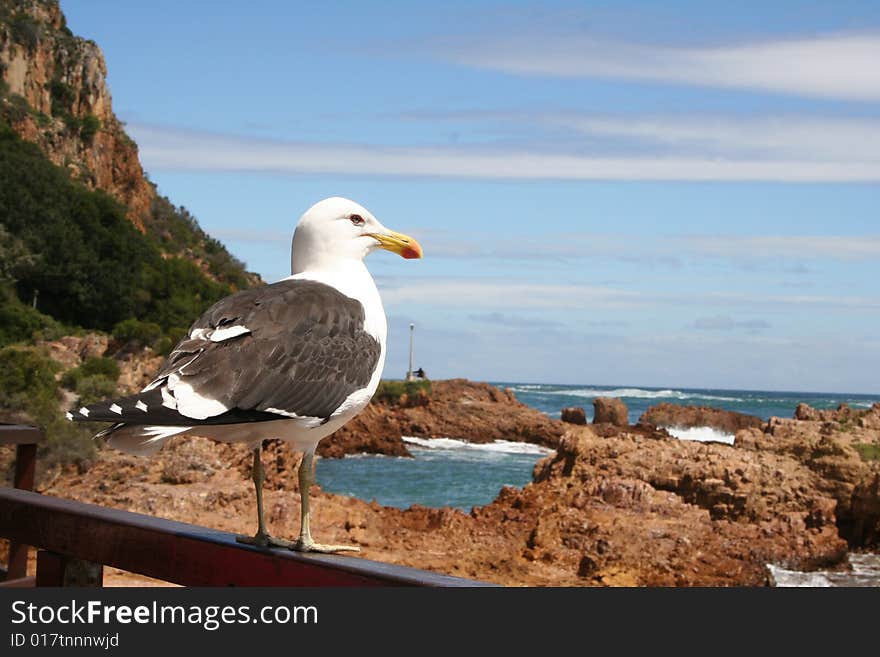 A sea gull sitting on a perch looking out onto the rugged rocky terrain of the Knysna lagoon, South Africa.
