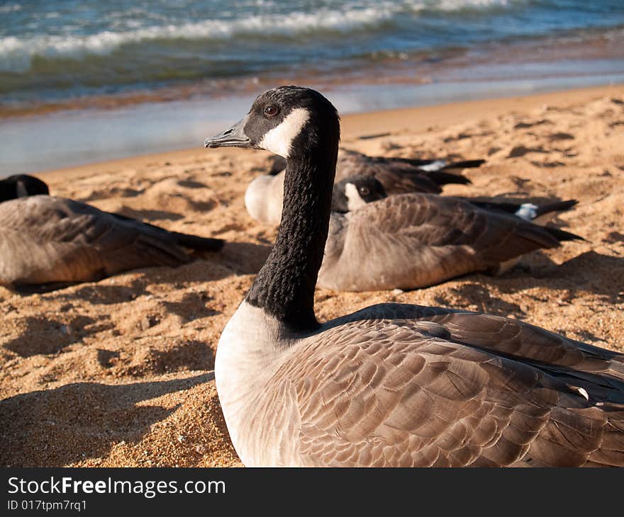 Close View of a Goose