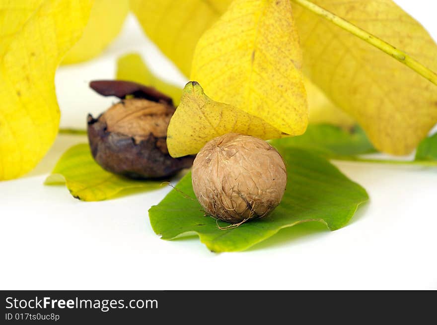 Fresh walnut and leaf isolated on a white background. Fresh walnut and leaf isolated on a white background