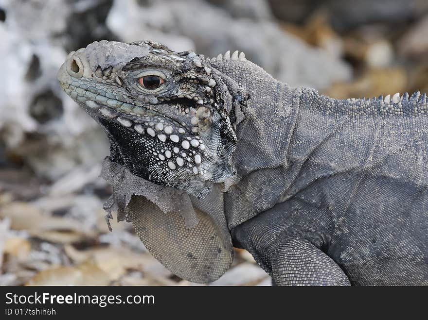 Wild Iguana of Caribbean Islands, Cayo Largo del Sur, Cuba