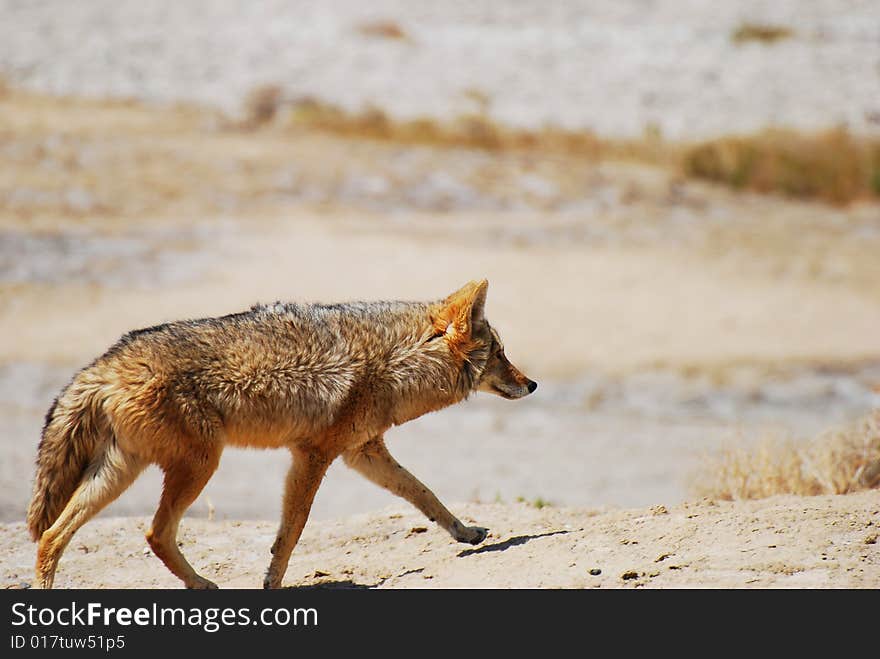 A coyote hunts for food in the desert. A coyote hunts for food in the desert.