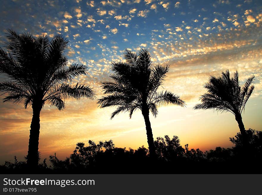 Palm silhouettes on colorful sky background. Palm silhouettes on colorful sky background