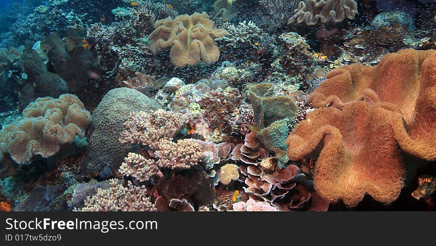 Indonesian Coral Reef