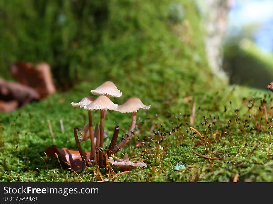 Small mushrooms in the forest on a moss carpet, bokeh