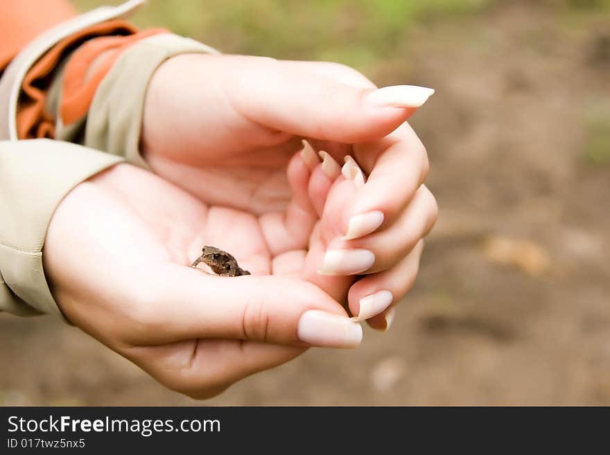 Small Frog In The Hands