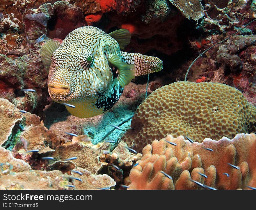 Large puffer on Indonesian reefs in North Sulawesi. Large puffer on Indonesian reefs in North Sulawesi