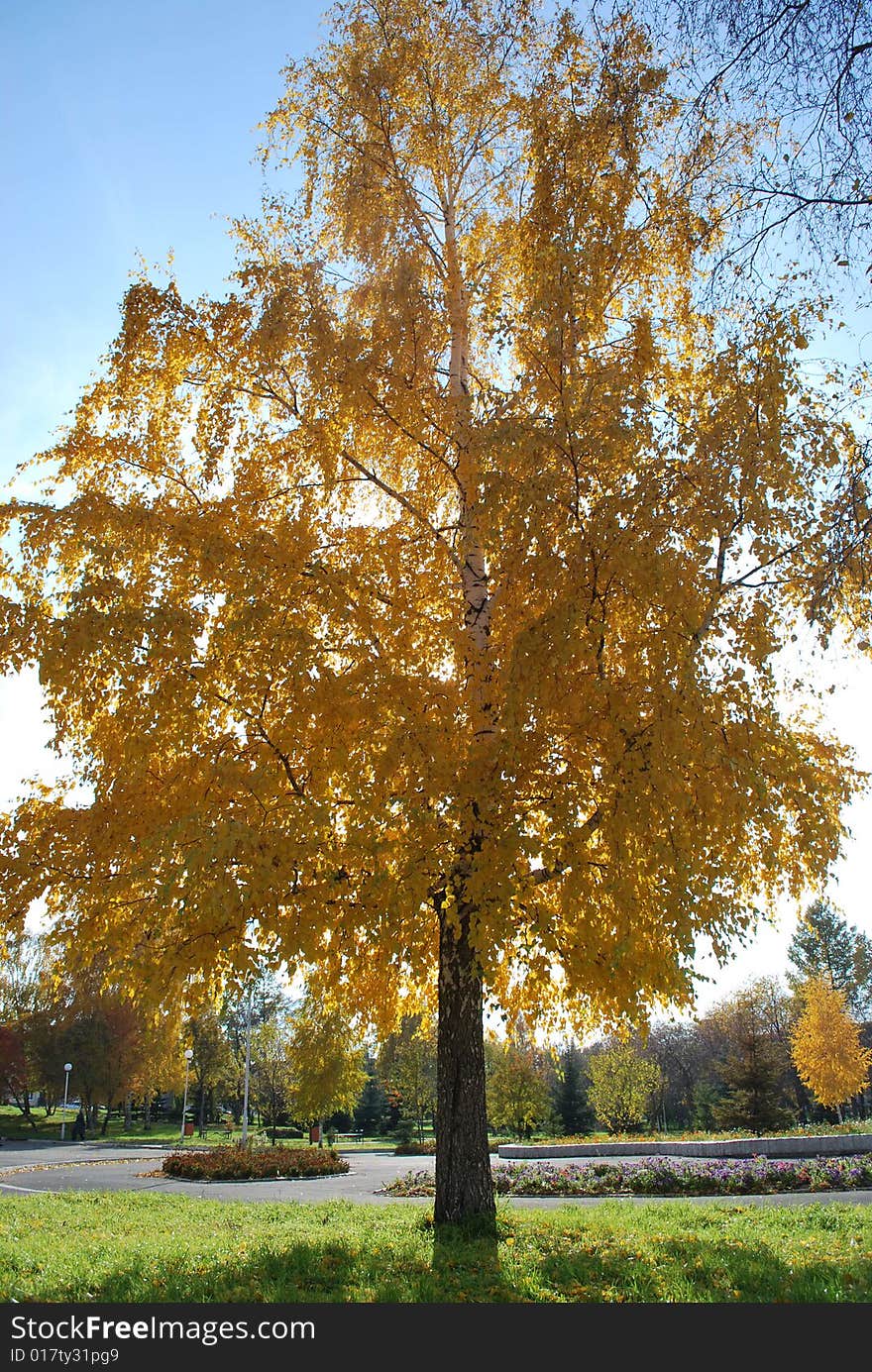 Beautiful autumn tree and the sun. Beautiful autumn tree and the sun