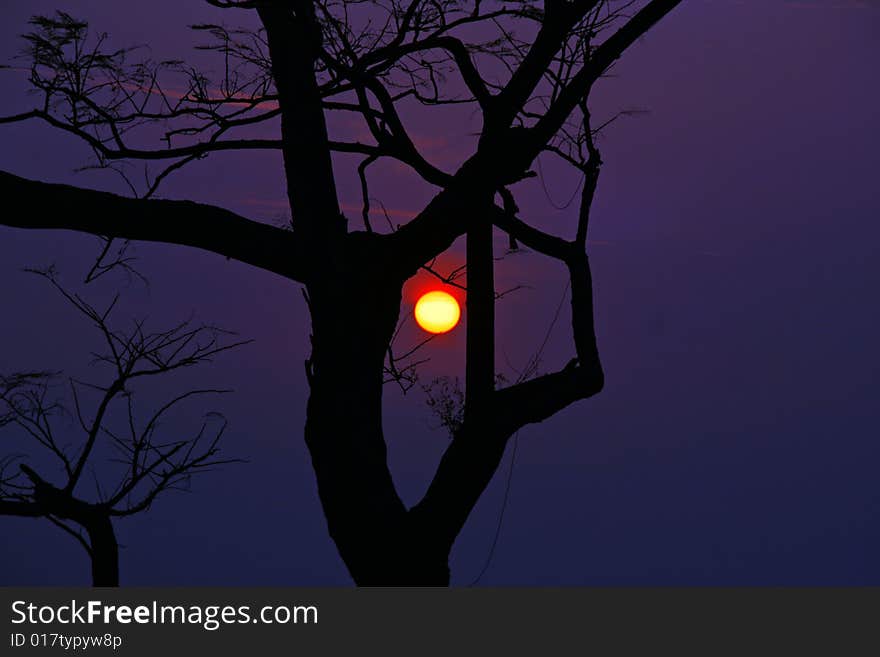 Silhouetted tree sunset Indian Himalayas