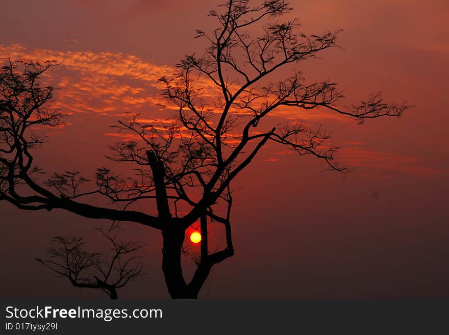 Silhouetted sunset in the foreground of a dry leafless tree during three cold autumn /winter season in the Indian Himalayas...
 image can be used for sunrise n climate-change too . Silhouetted sunset in the foreground of a dry leafless tree during three cold autumn /winter season in the Indian Himalayas...
 image can be used for sunrise n climate-change too