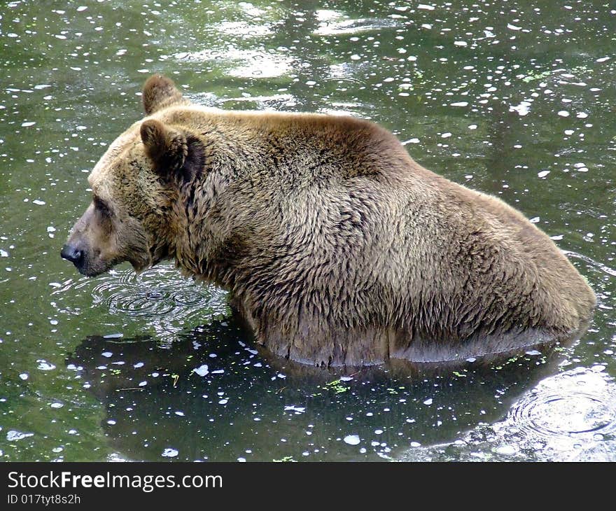 The Brown Bear (Ursus arctos) is an omnivorous mammal of the family Ursidae, distributed across much of northern Eurasia and North America.