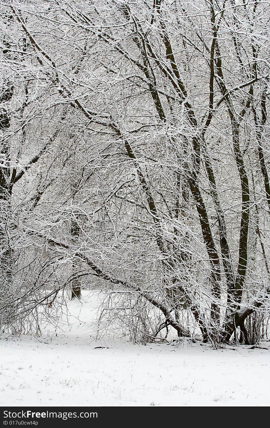 Winter forest