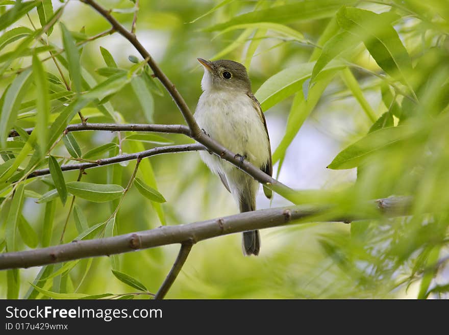 Willow Flycatcher