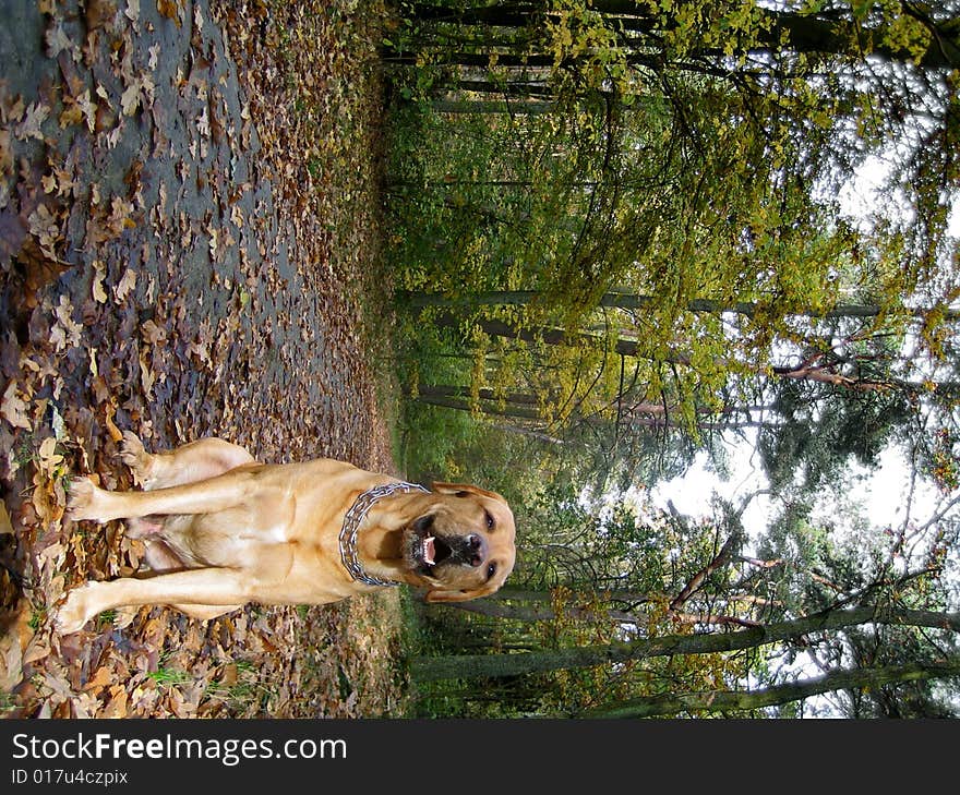 Sitting labrador in the forest