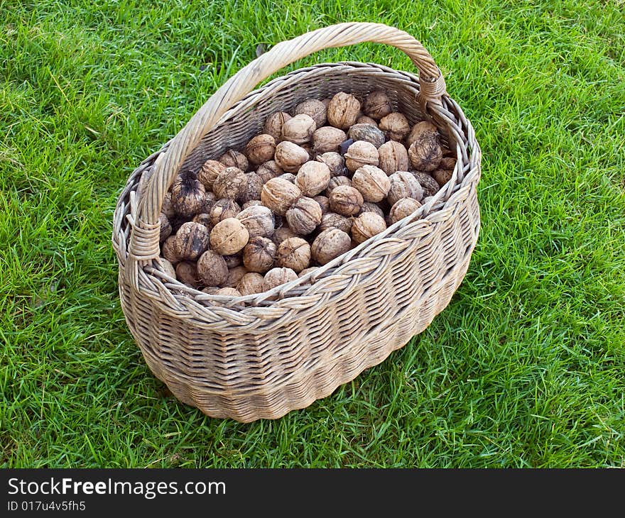 Lot of walnuts in the basket after gathering. Lot of walnuts in the basket after gathering.