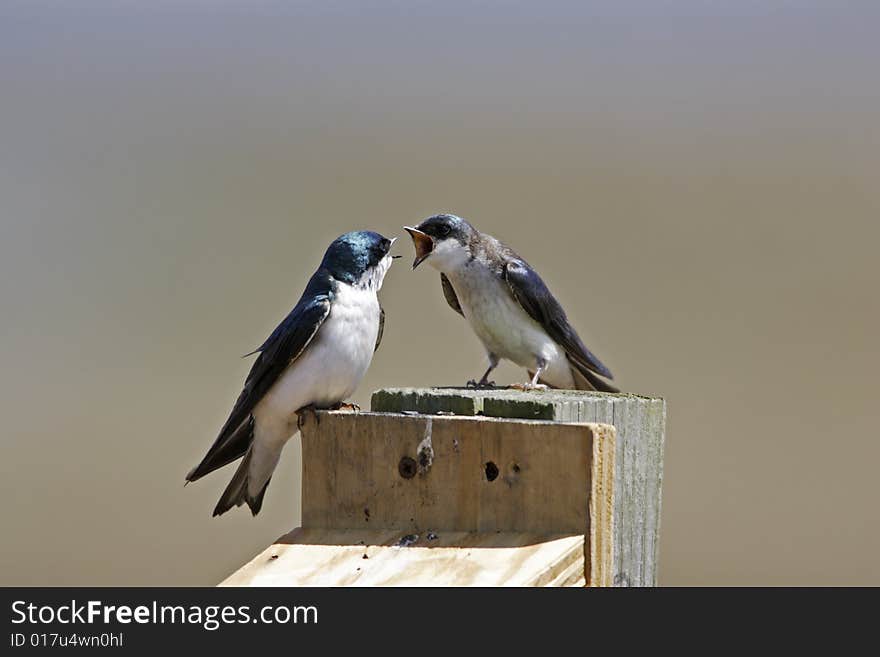 Tree Swallow (Tachycineta bicolor)