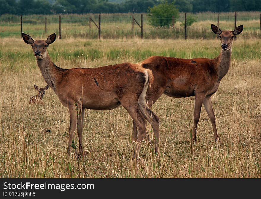 Mother doe is loking after her child. Mother doe is loking after her child