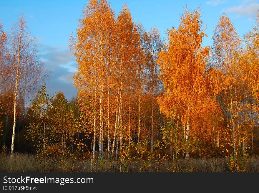 Autumn came into the forest and gilding trees. Autumn came into the forest and gilding trees.