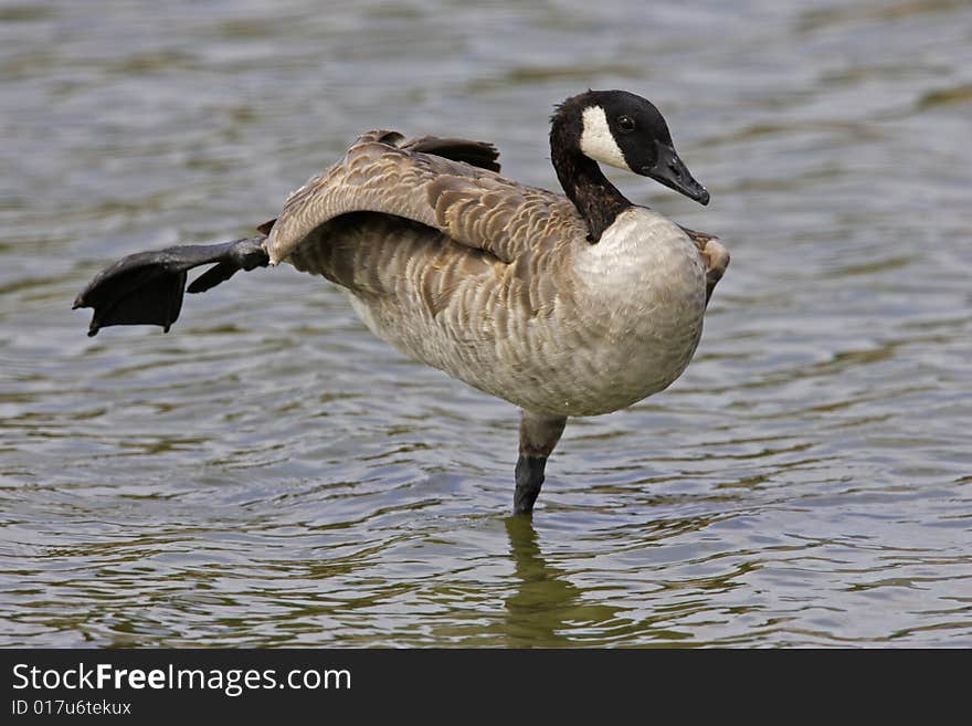 Canada Goose stretching in water