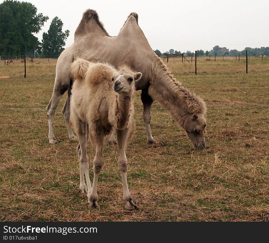 Baby camel near mother on a grass