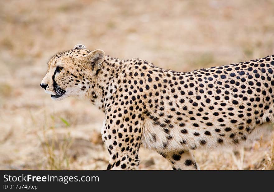 Photo of a cheetah. South Africa