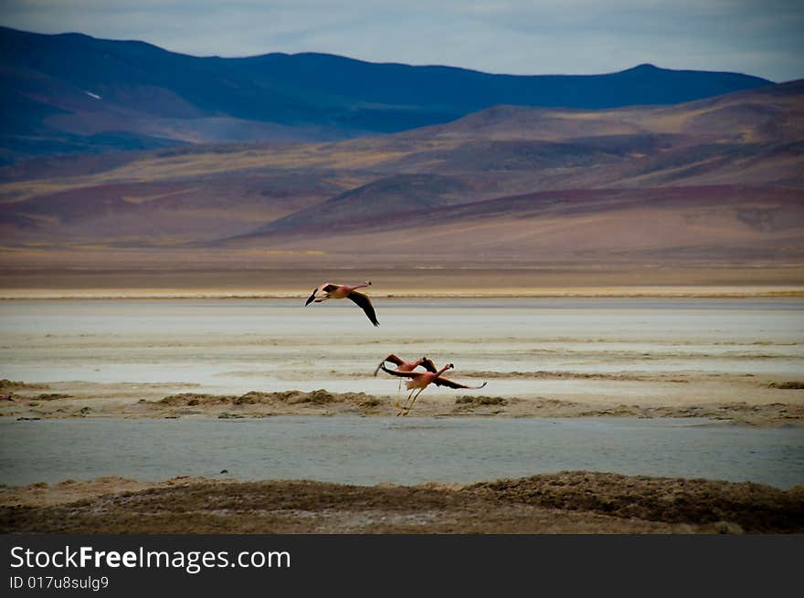 Flamingos flying over Laguna Santa Rosa