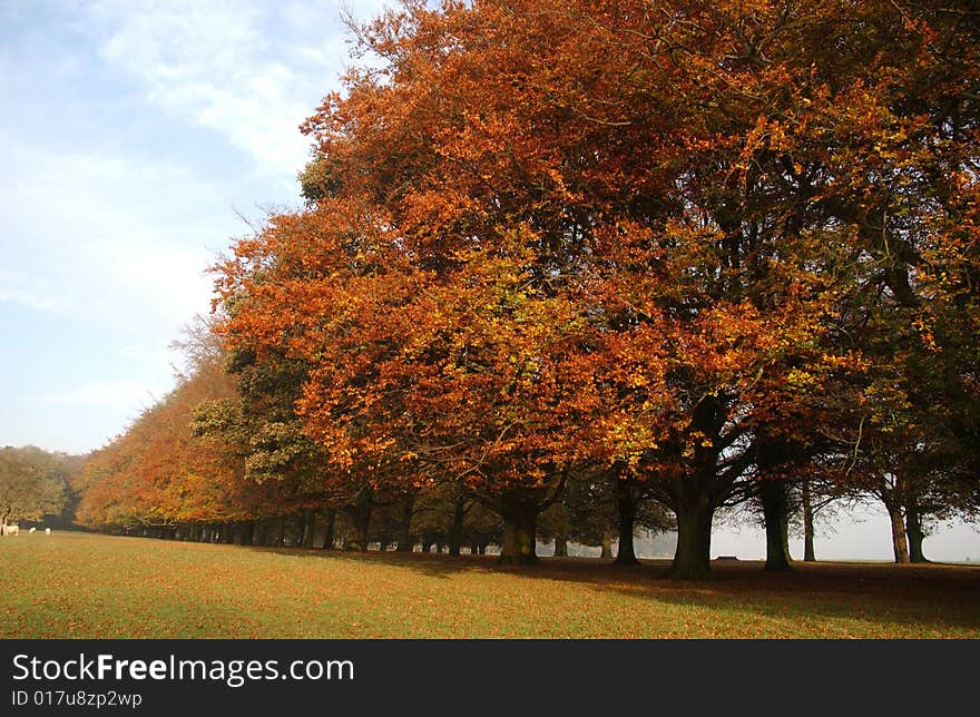 A Autumn day in Tatton Park in cheshire. A Autumn day in Tatton Park in cheshire