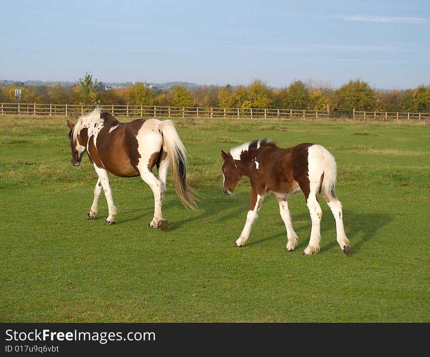 Brown and white horses walking in a field